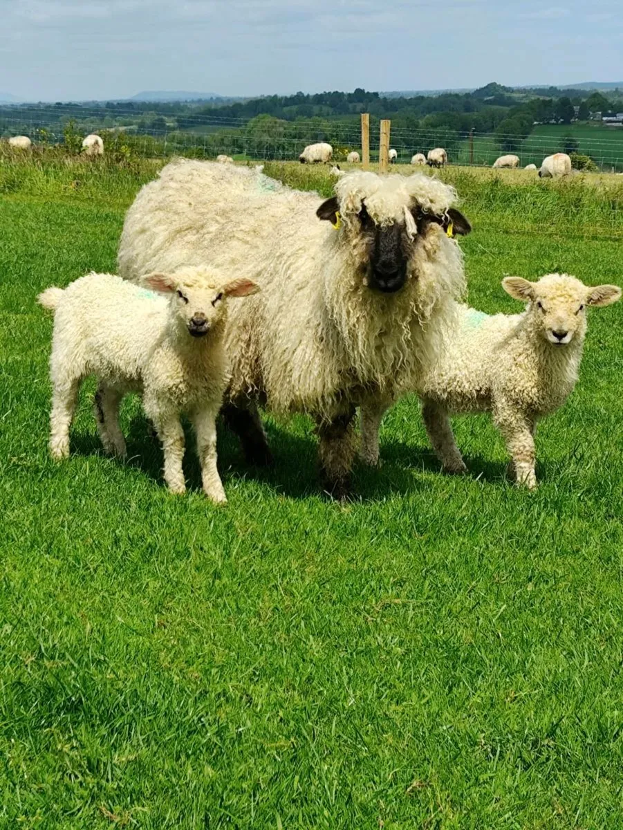 Ewes and Lambs - Valais X - Image 2