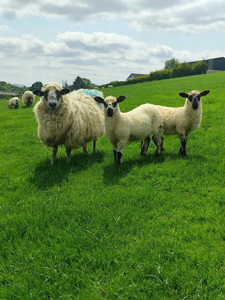 Ewes and Lambs - Valais X - Image 3