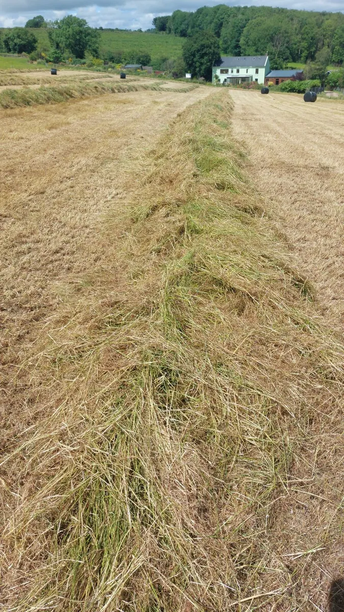 50 acres of Meadowing/silage