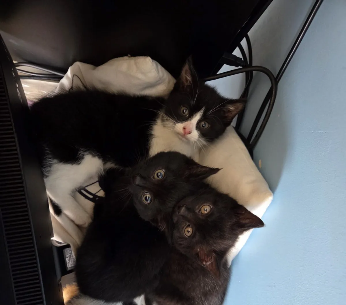 Kittens - Image 1