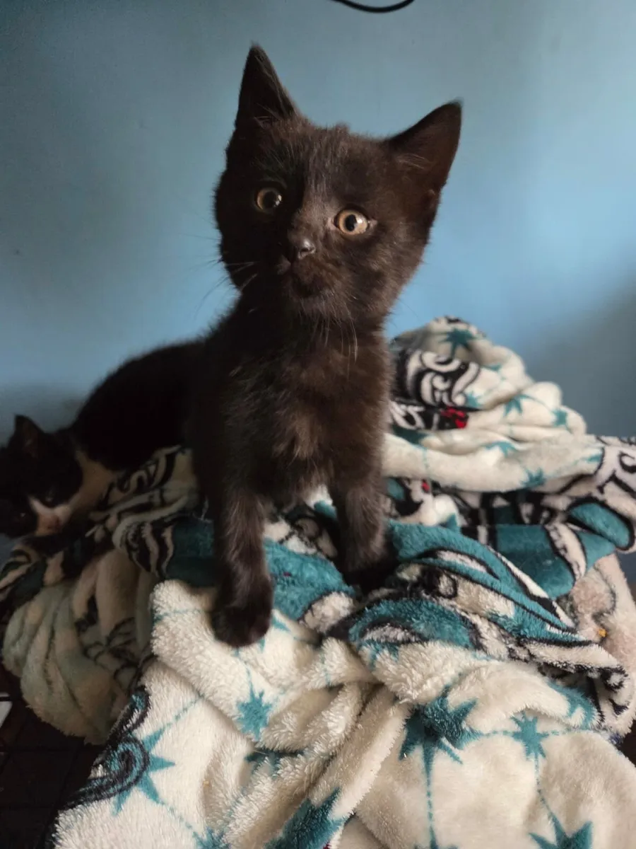 Kittens - Image 2