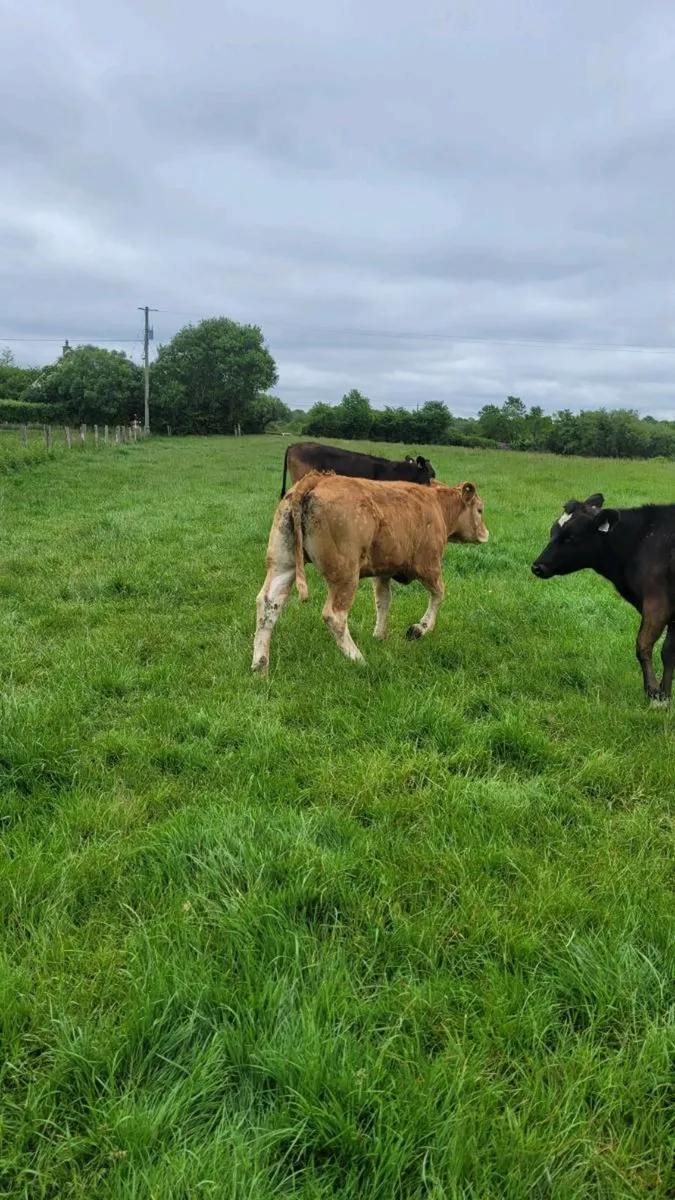 Heifers - Image 2