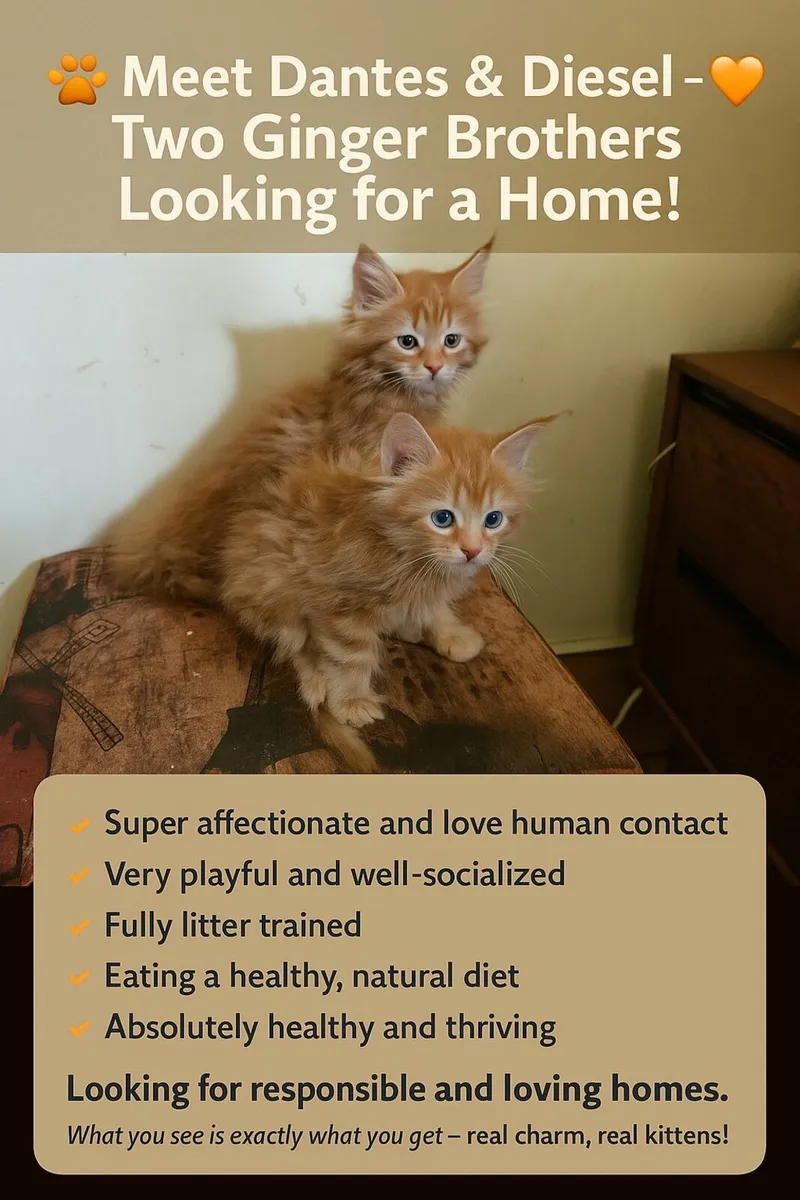 Maine Coon kittens Dantes and  Diesel are for sale - Image 1