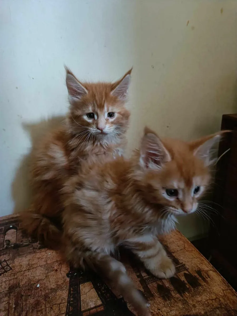 Maine Coon kittens Dantes and  Diesel are for sale - Image 2