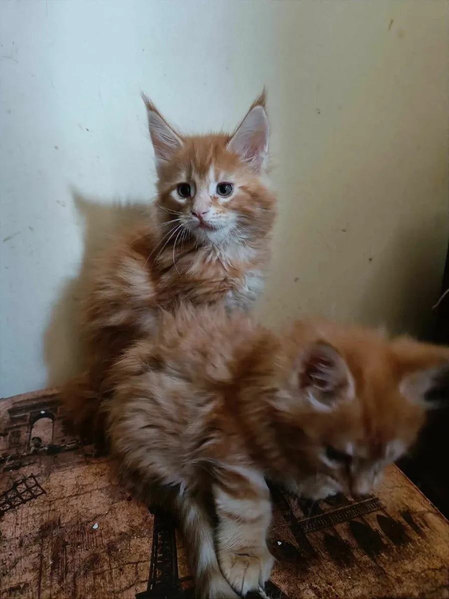Maine Coon kittens Dantes and  Diesel are for sale - Image 3