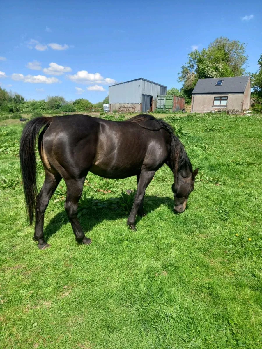 Horse for Sale
