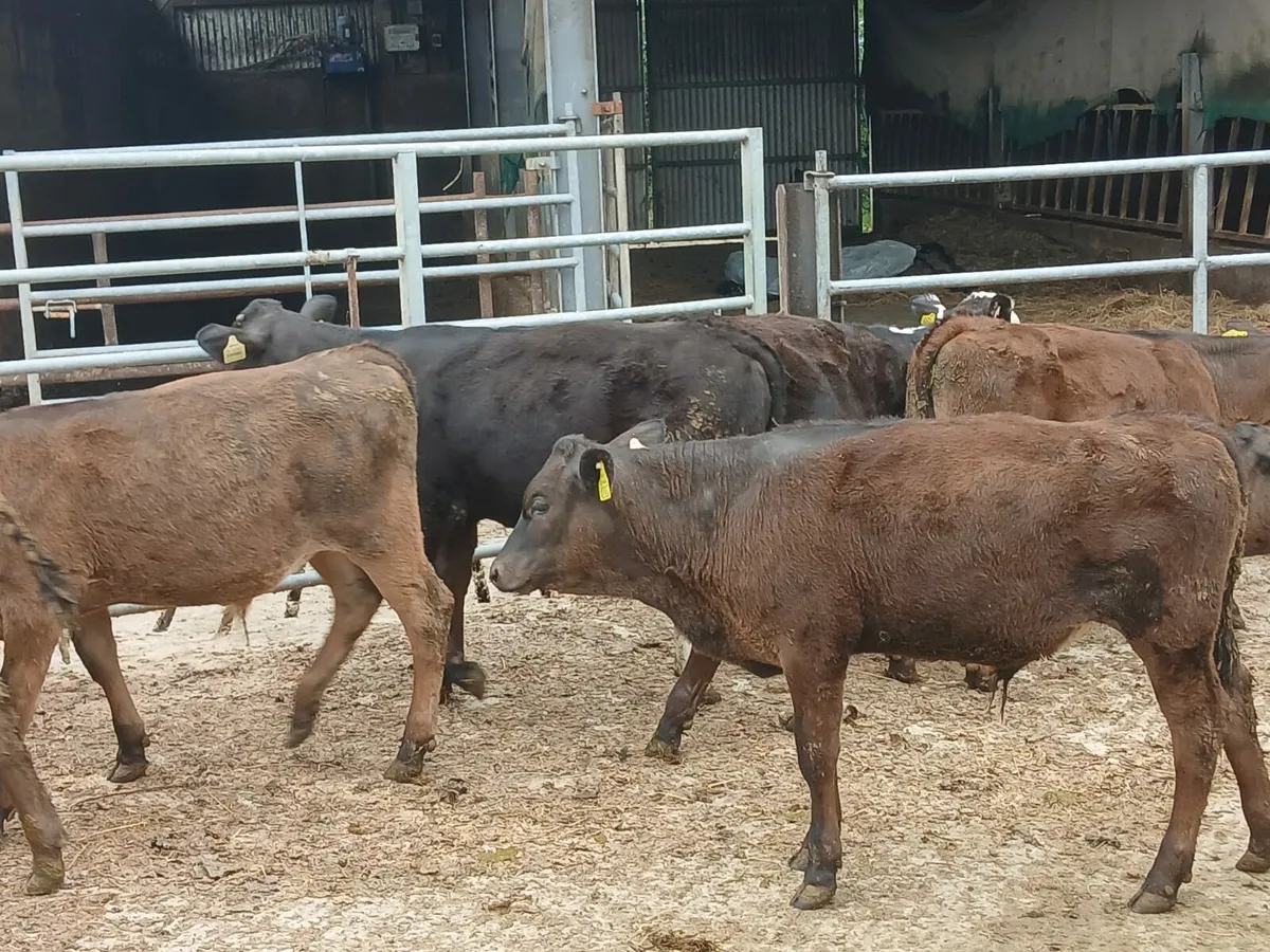 Reared calves this Saturday in New Ross mart - Image 1