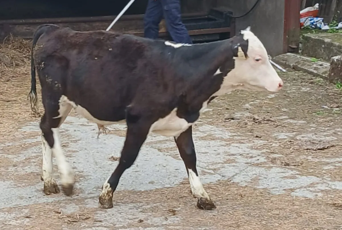 Reared calves this Saturday in New Ross mart - Image 2