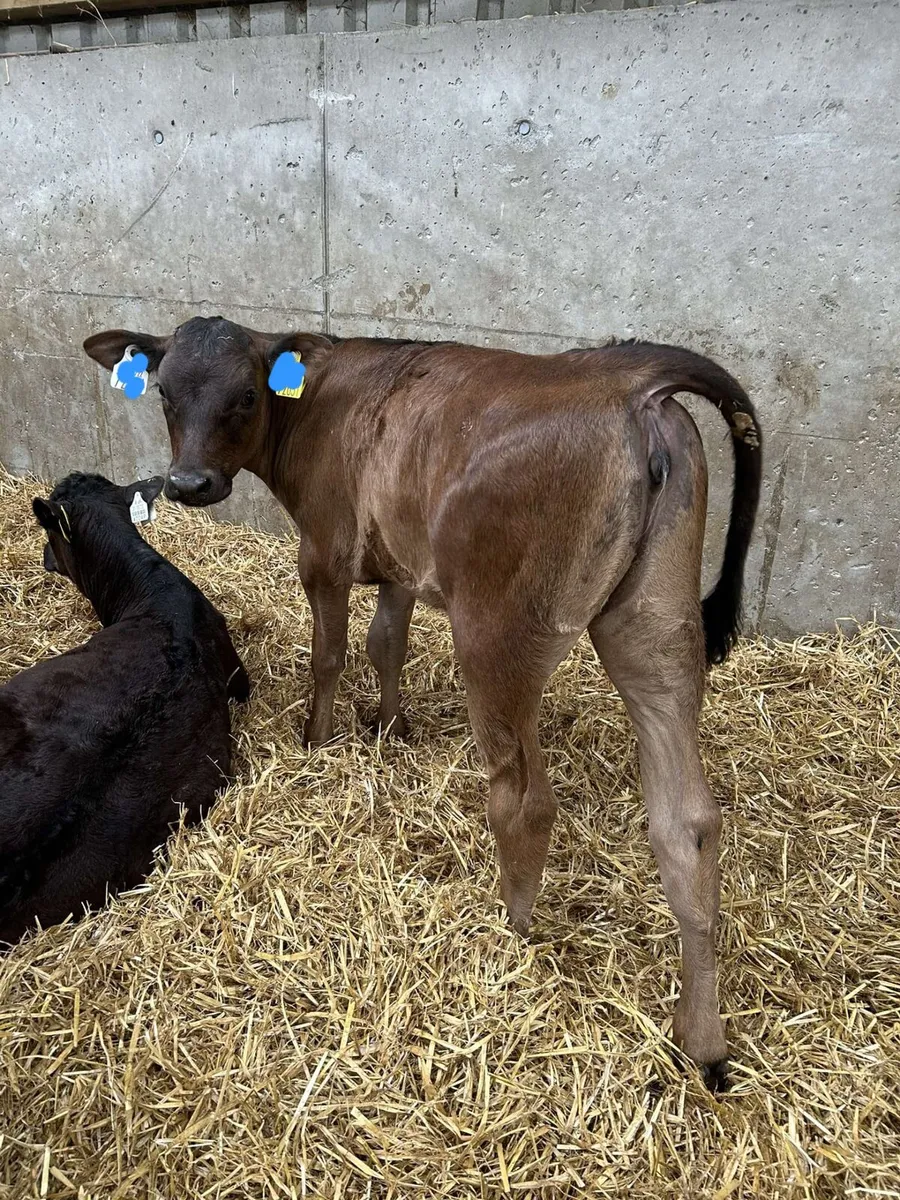 Reared calves this Saturday in New Ross mart - Image 3