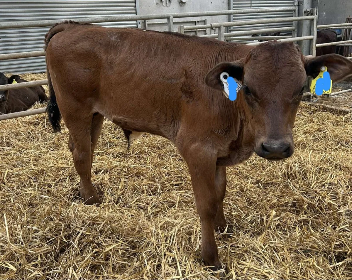 Reared calves this Saturday in New Ross mart - Image 4