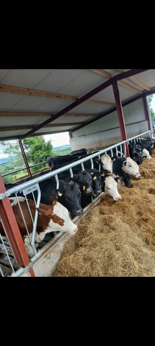 Yearlings for sale - Image 1