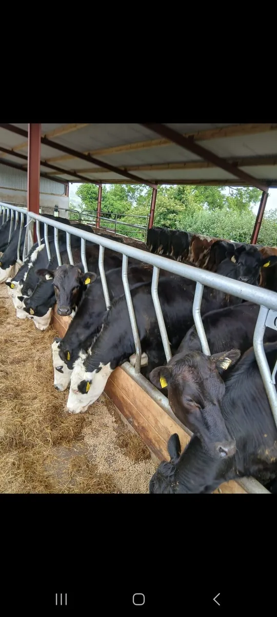 Yearlings for sale - Image 2