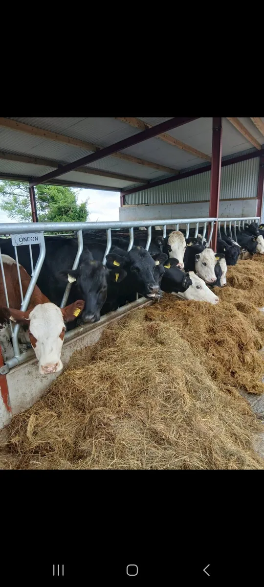 Yearlings for sale - Image 3
