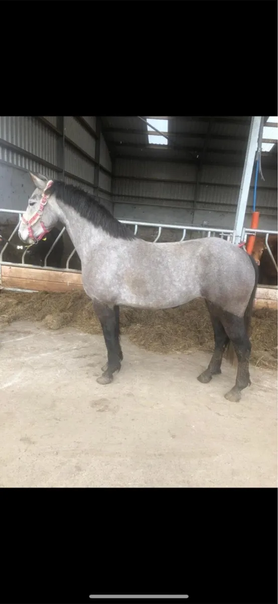 Brood mare - Image 1