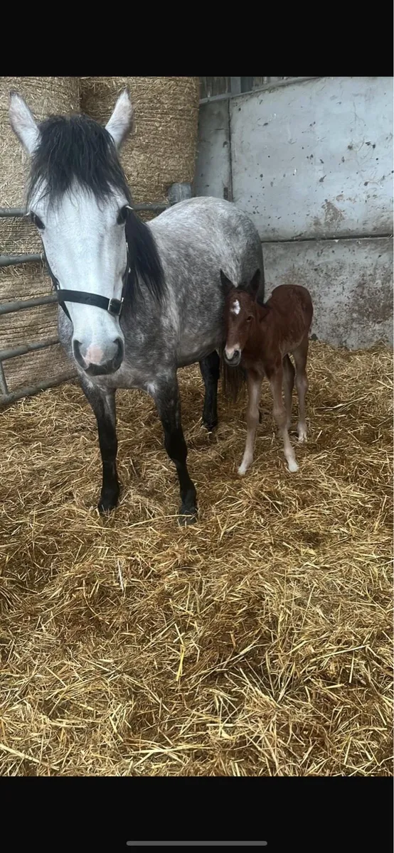 Brood mare - Image 3