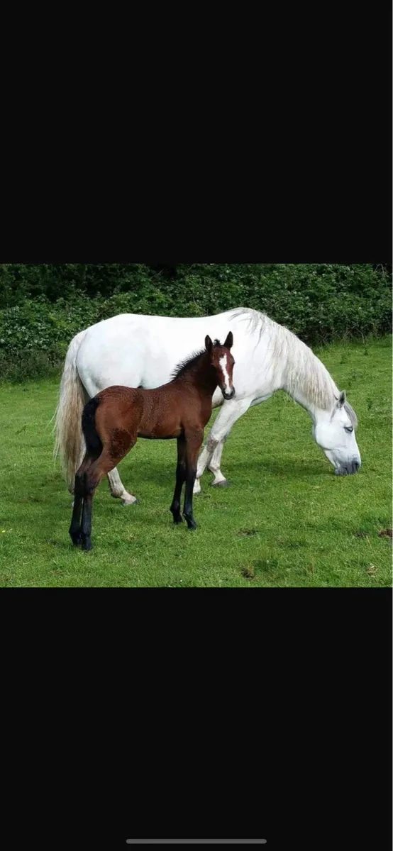 Brood mare - Image 4