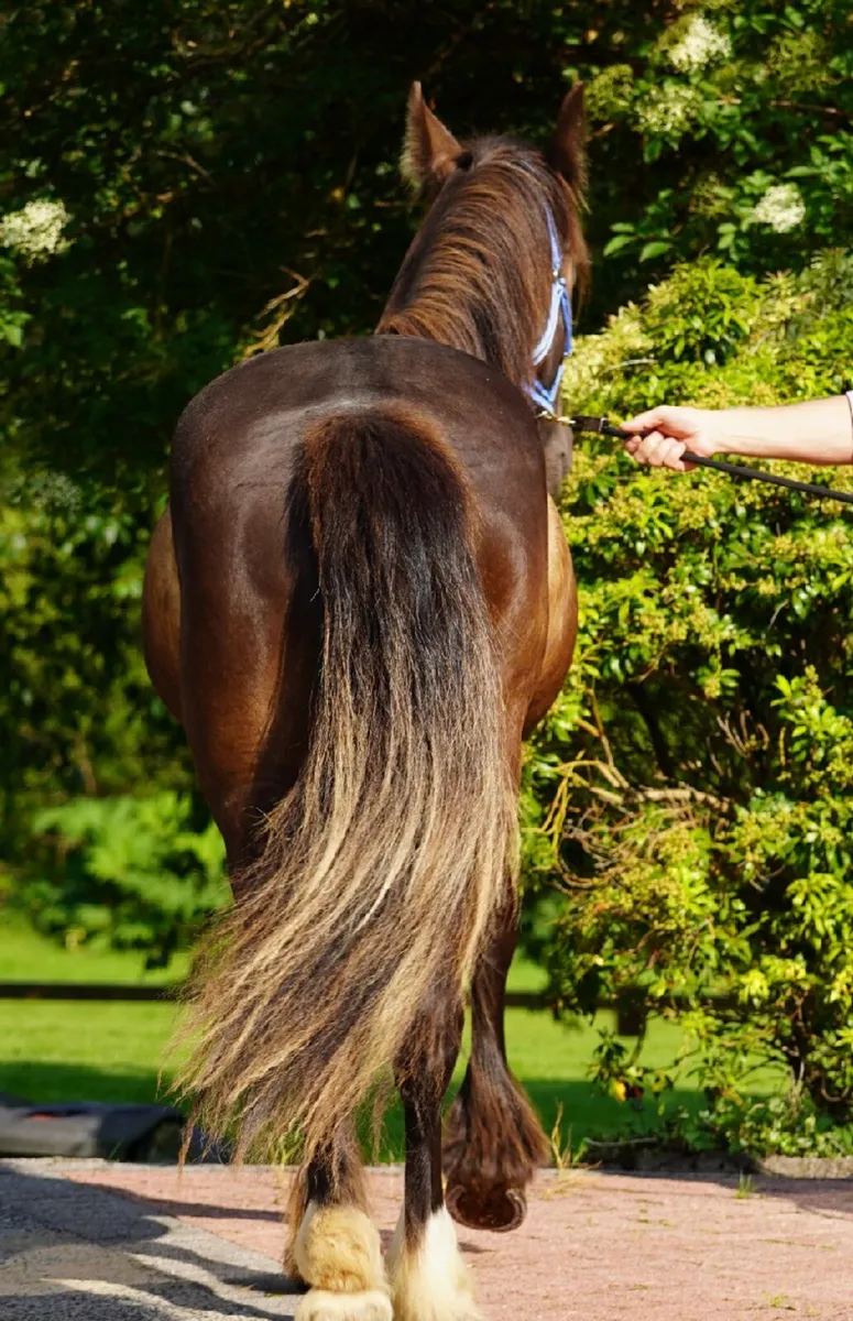 Cob Cross Gelding - Image 3