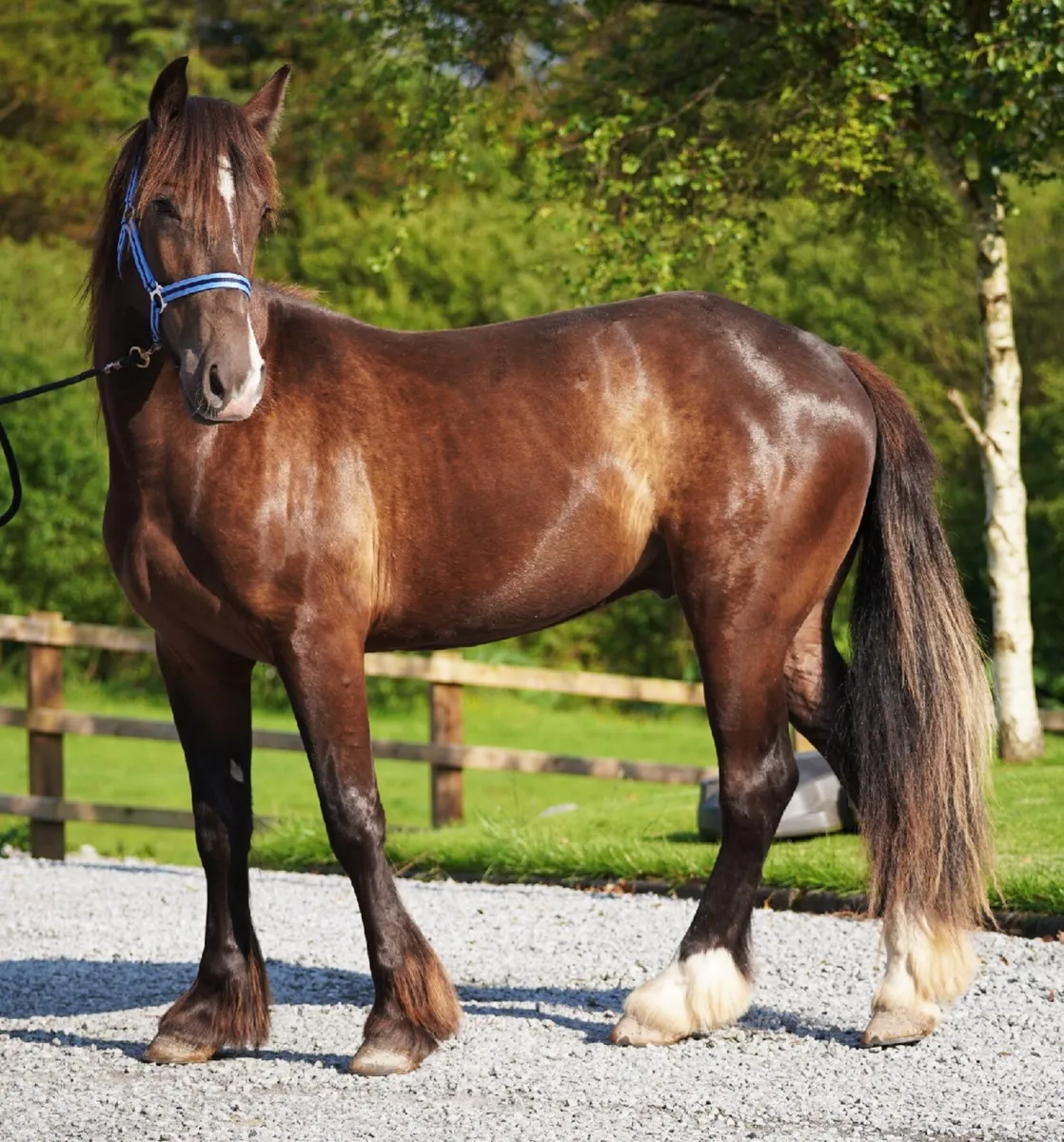 Cob Cross Gelding - Image 4