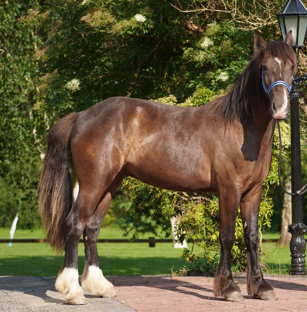 Cob Cross Gelding - Image 1