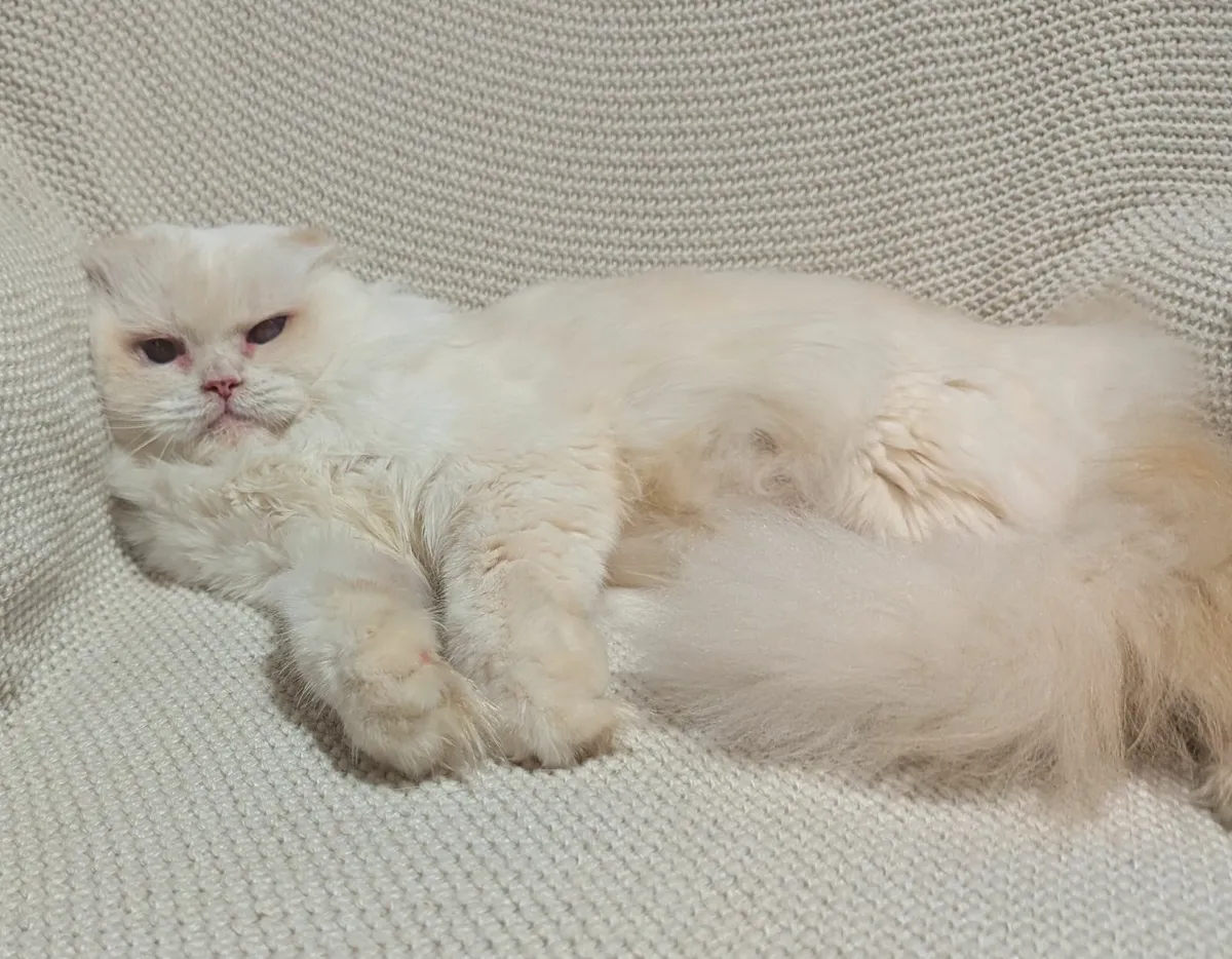 White Scottish fold Long hair kitty - Image 2