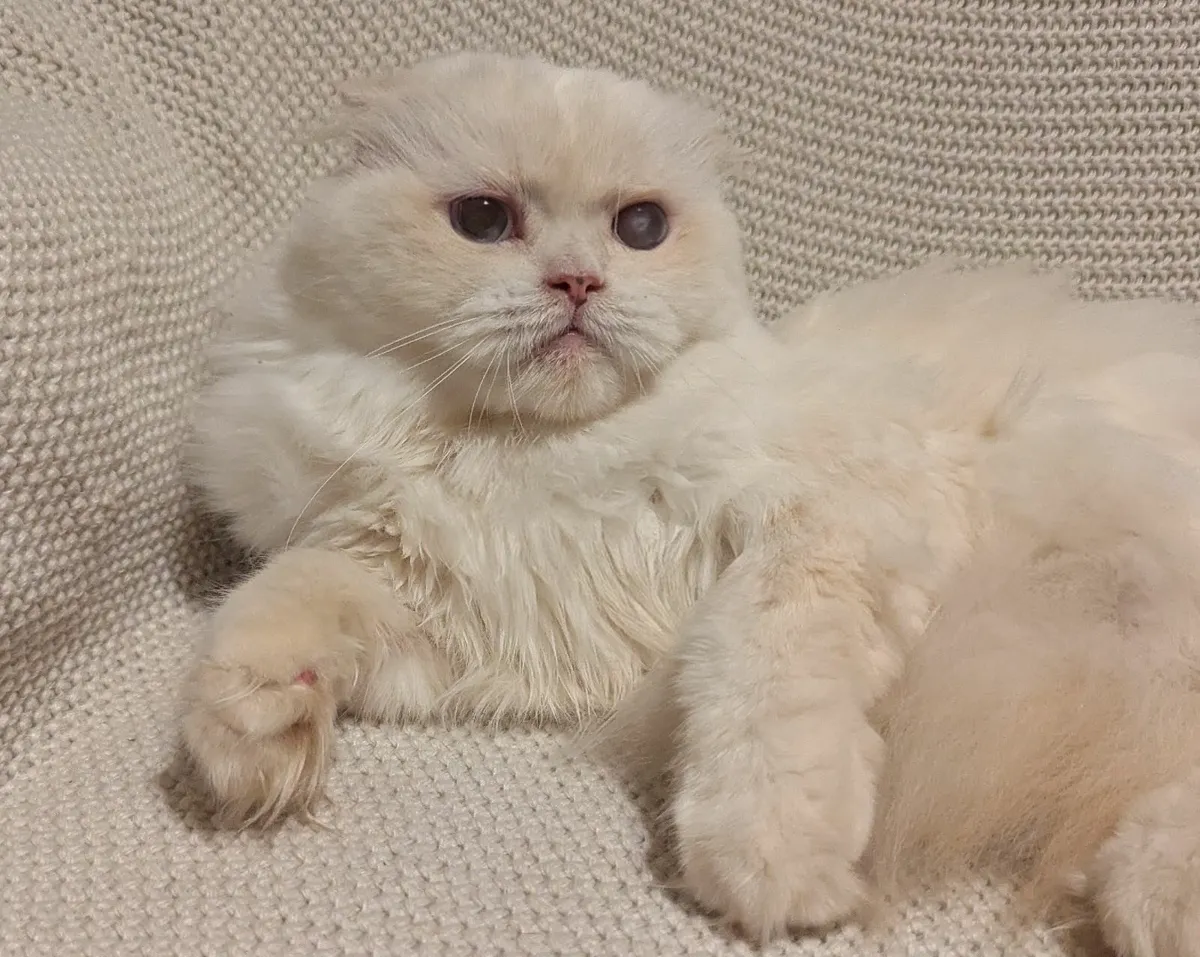 White Scottish fold Long hair kitty - Image 1