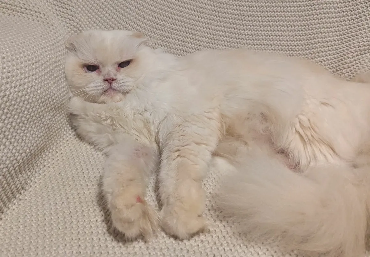 White Scottish fold Long hair kitty - Image 3