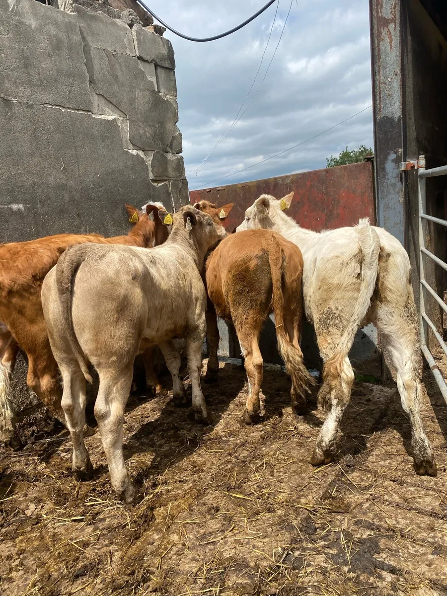 5 heifer weanlings - Image 1