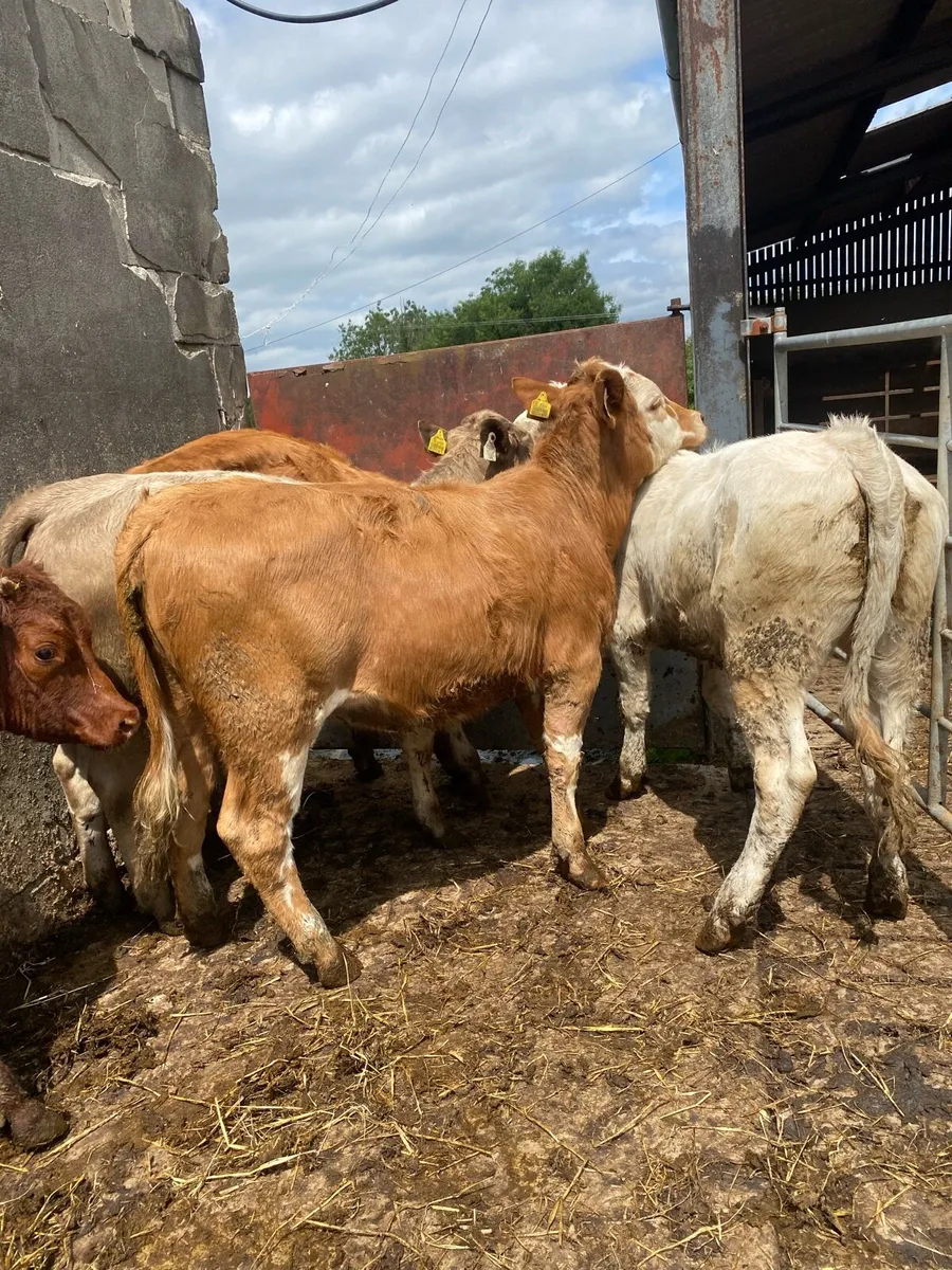 5 heifer weanlings - Image 2