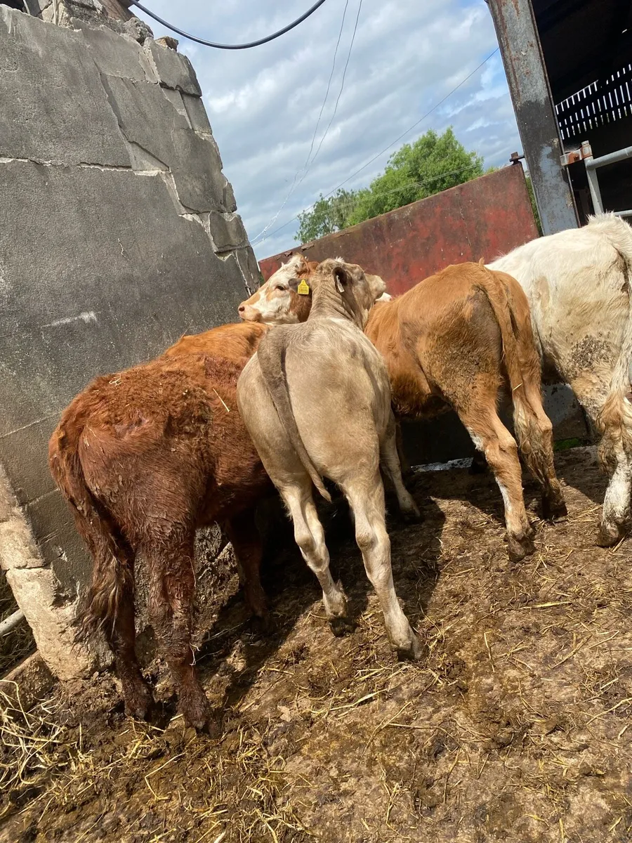 5 heifer weanlings - Image 3