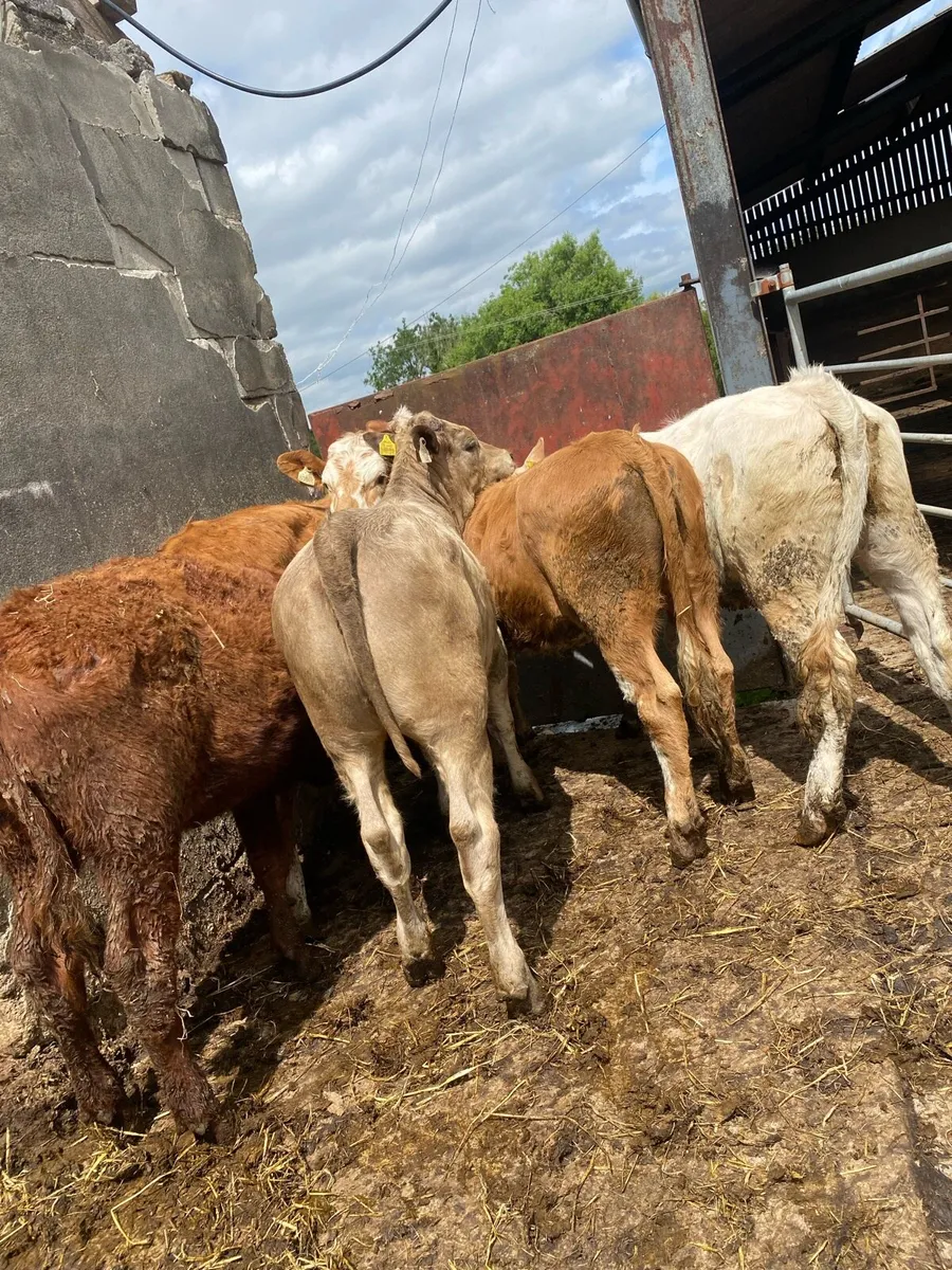 5 heifer weanlings - Image 4