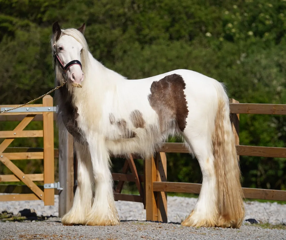 2 Year Old Heavy Cob Colt - Image 1