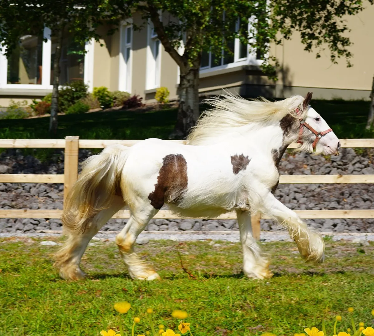 2 Year Old Heavy Cob Colt - Image 2