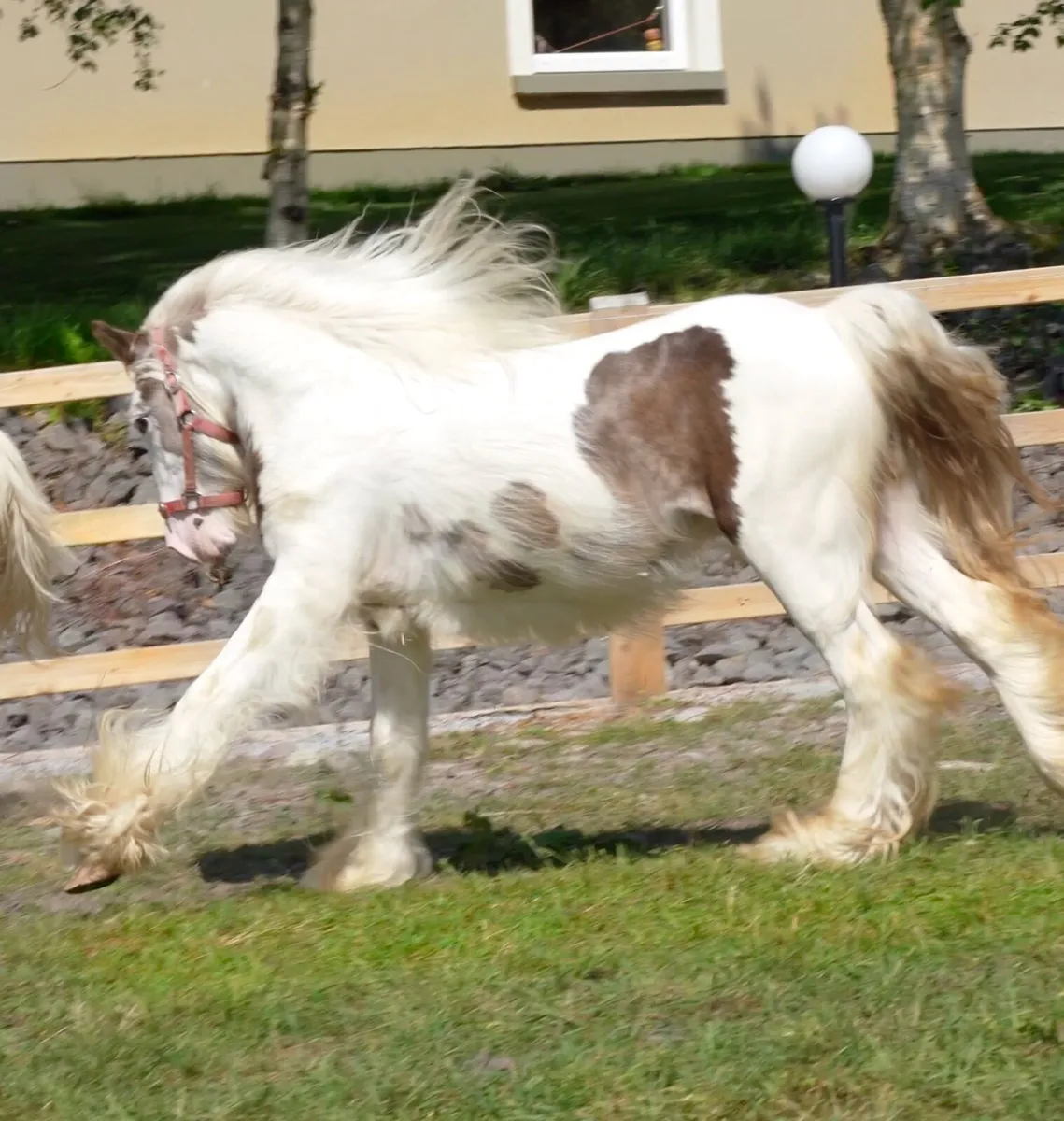 2 Year Old Heavy Cob Colt - Image 4