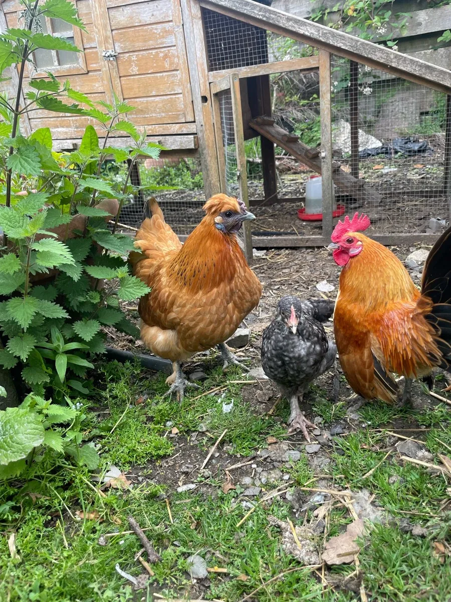 Hens, roosters, chicks & ducks - Image 1