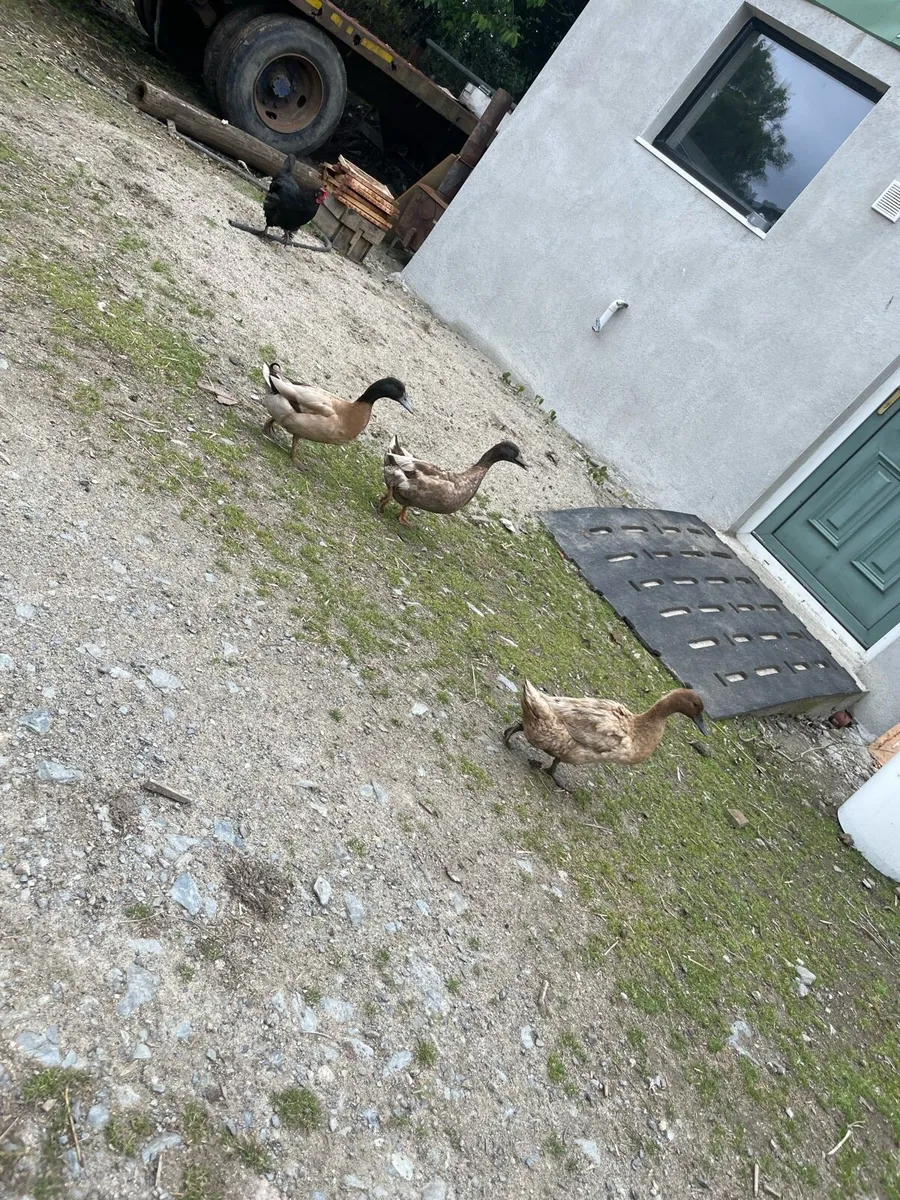 Hens, roosters, chicks & ducks - Image 3