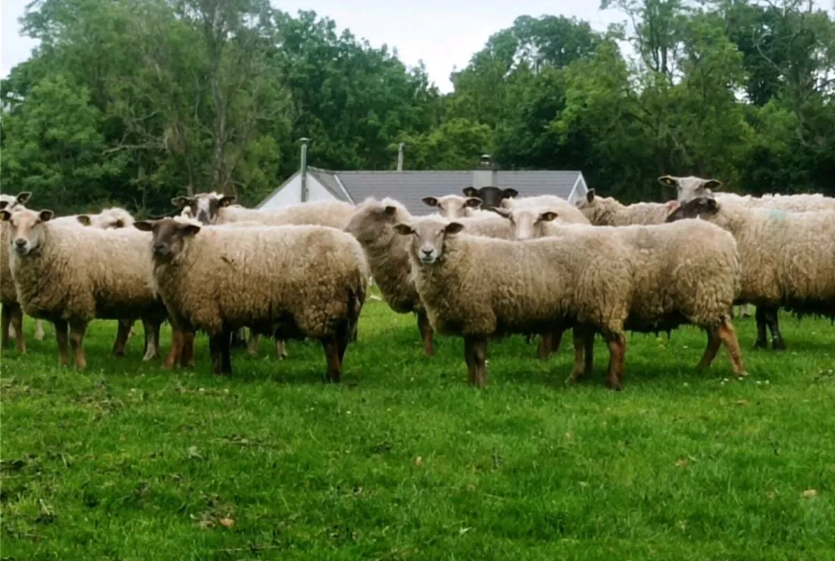 Breeding Ewes - Image 1
