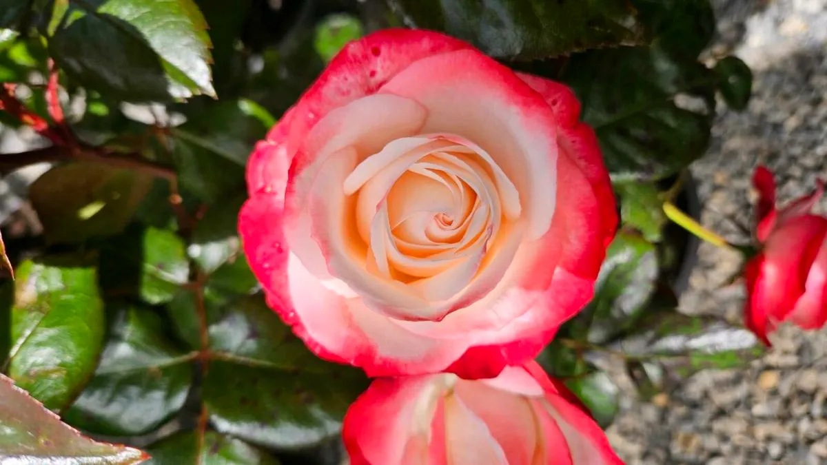 Roses Five Euros - Image 1