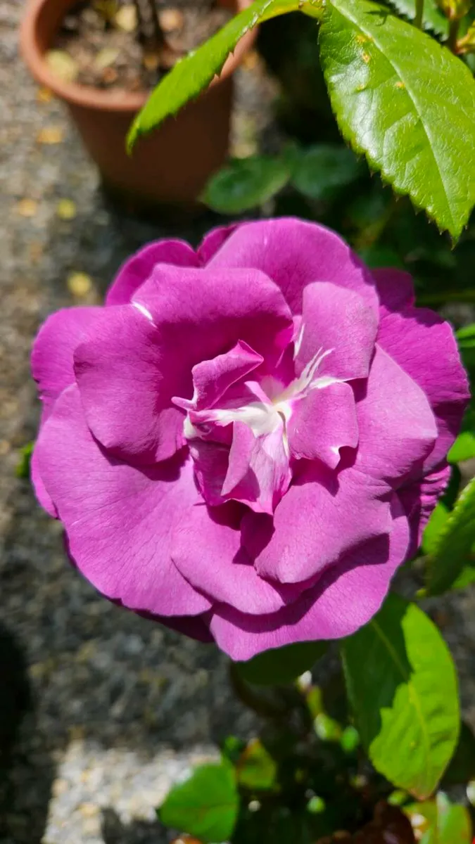 Roses Five Euros - Image 2