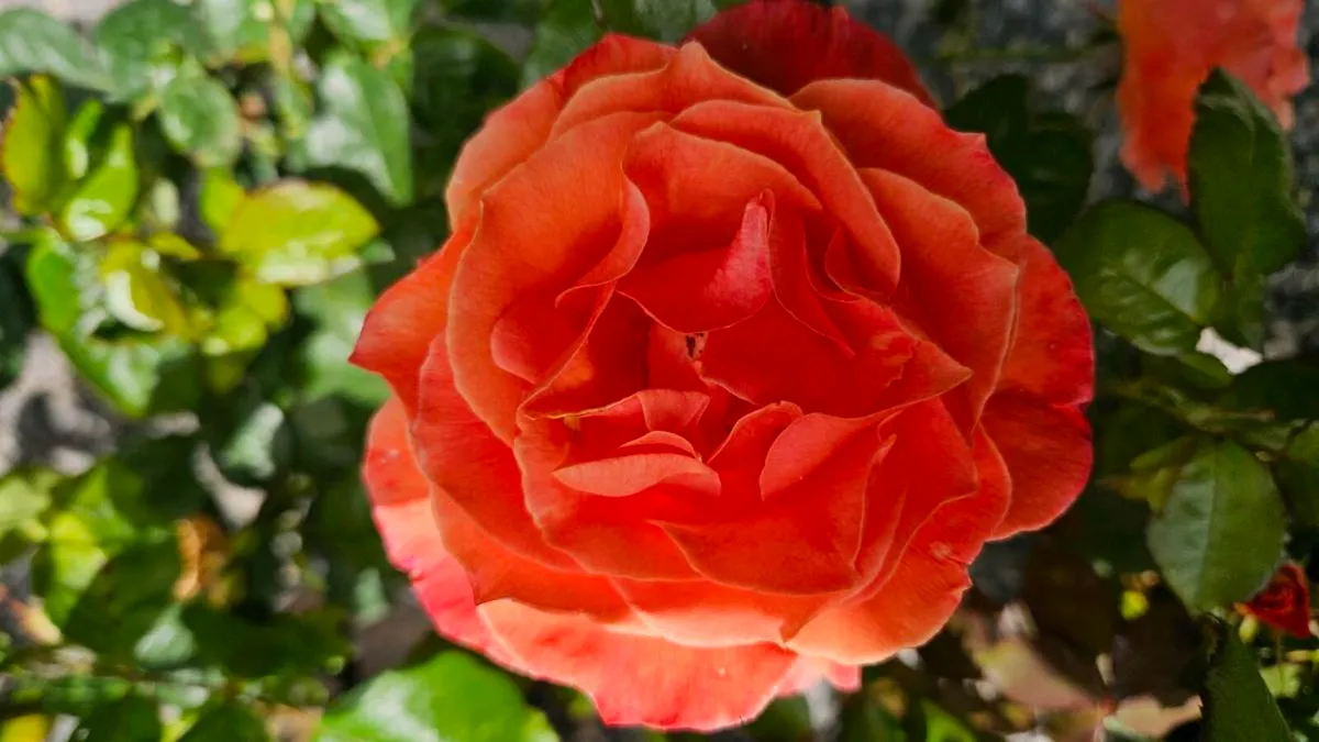 Roses Five Euros - Image 3