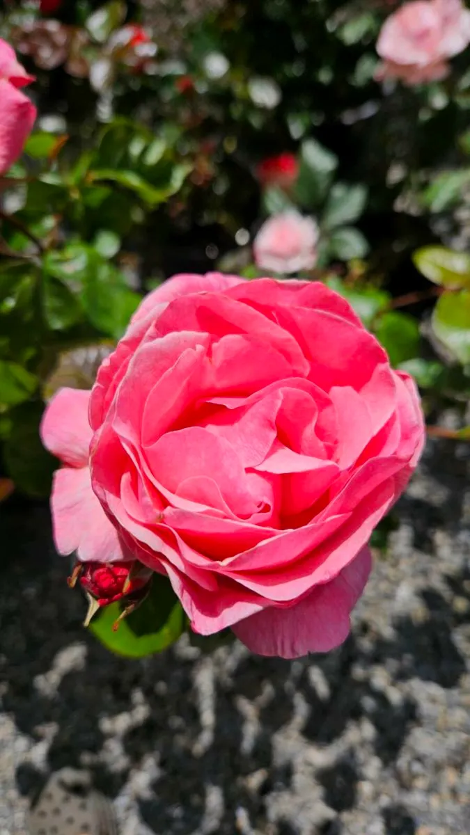 Roses Five Euros - Image 4