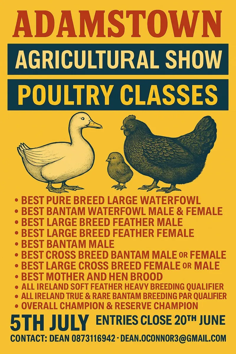 Poultry Classes at Adamstown Show - Image 2