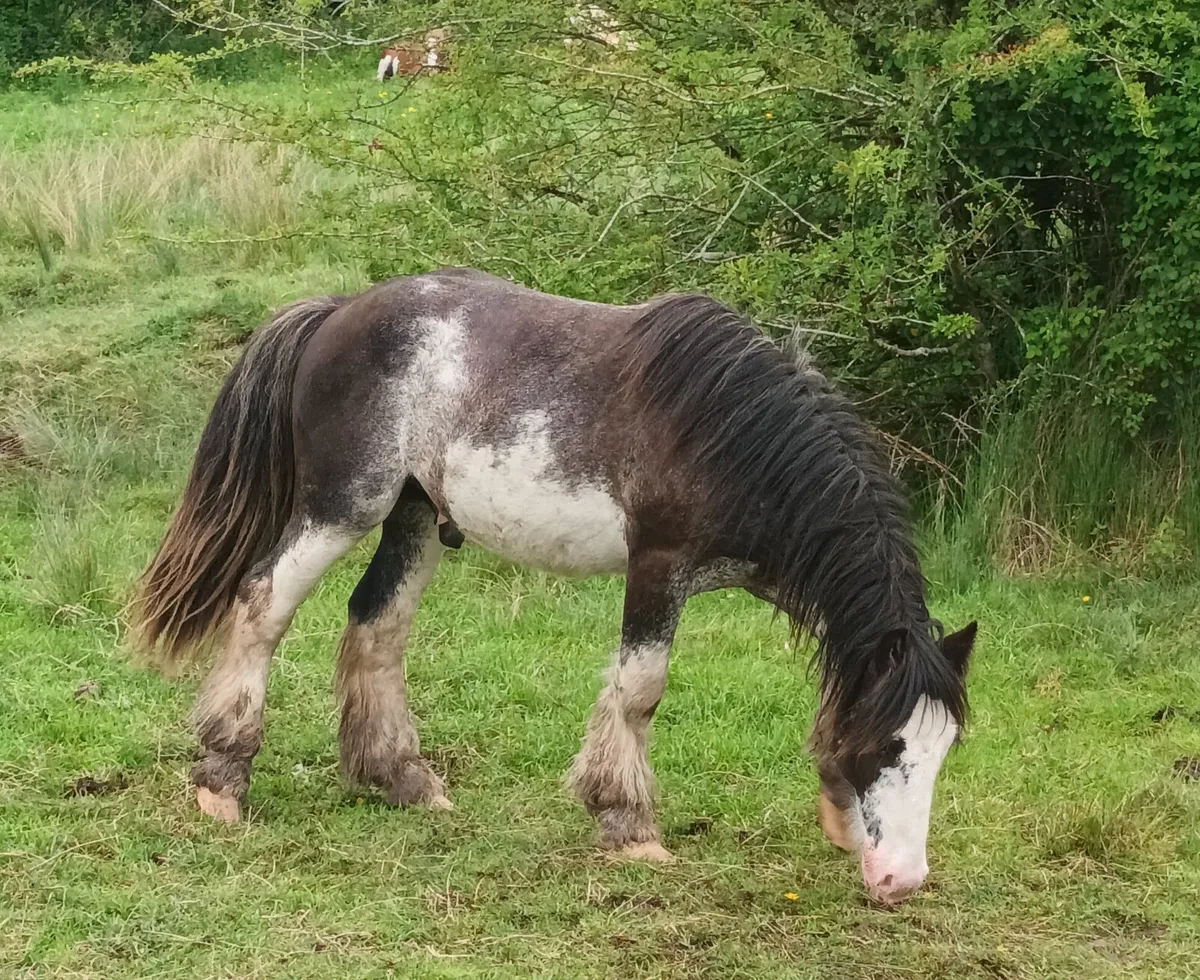 Project pony - Image 2