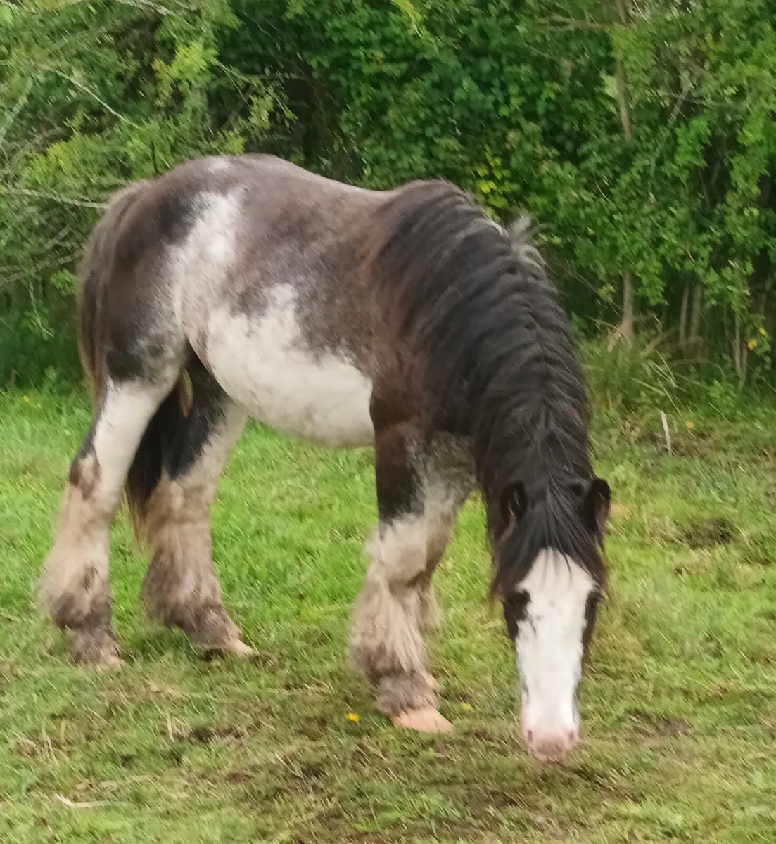 Project pony - Image 1