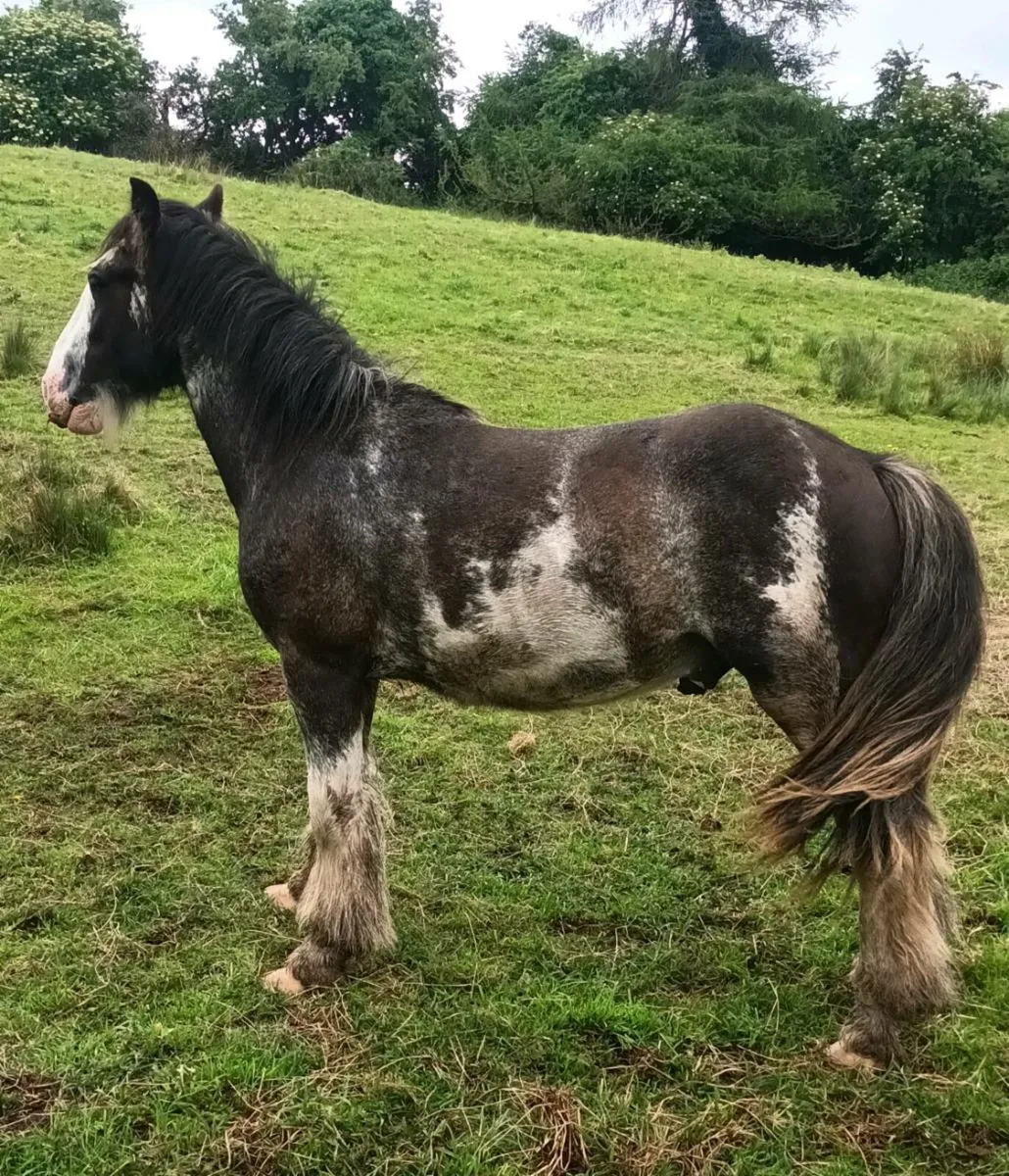 Project pony - Image 3
