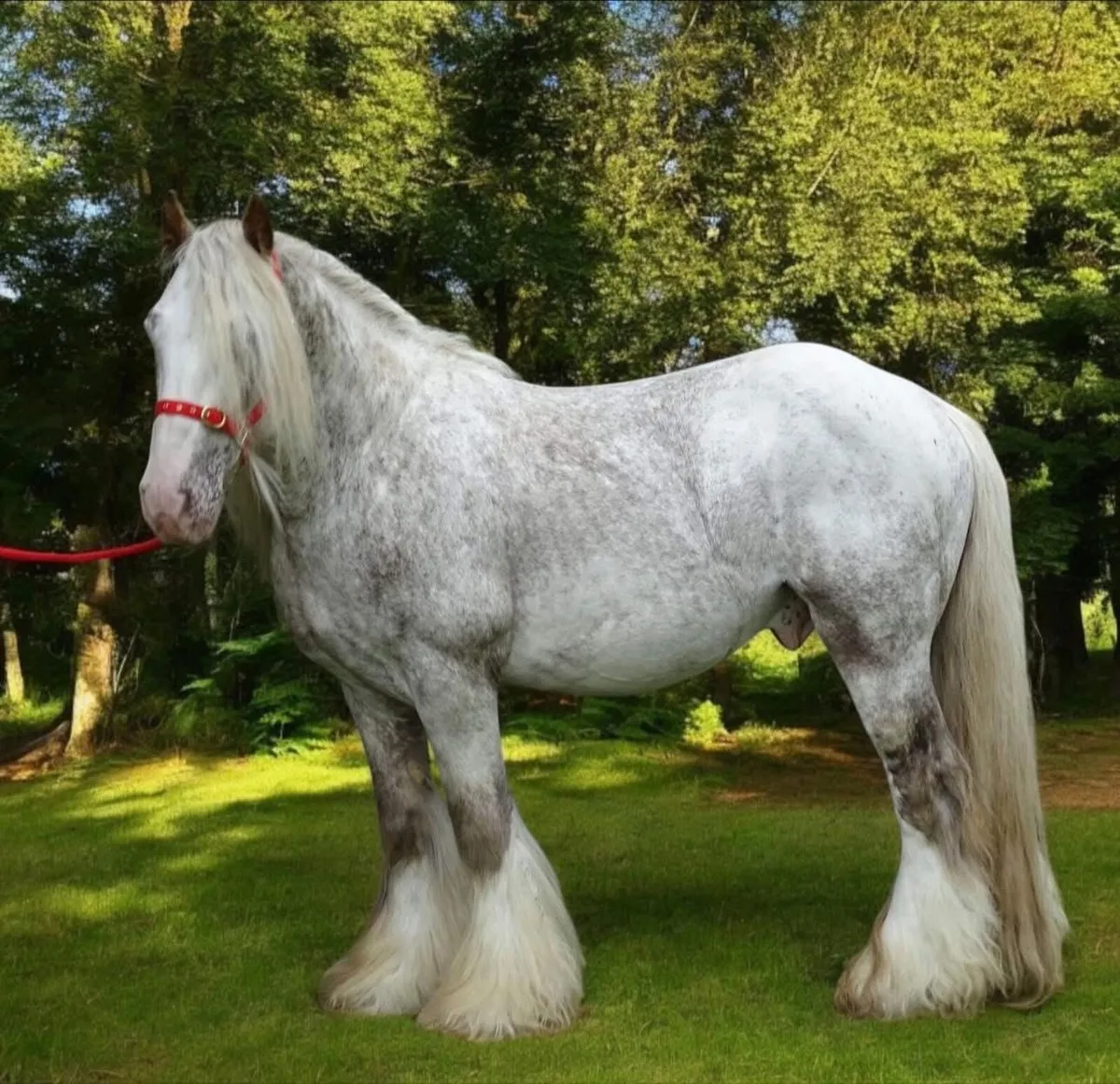 Appaloosa Heavy Cob Stallion - Image 1