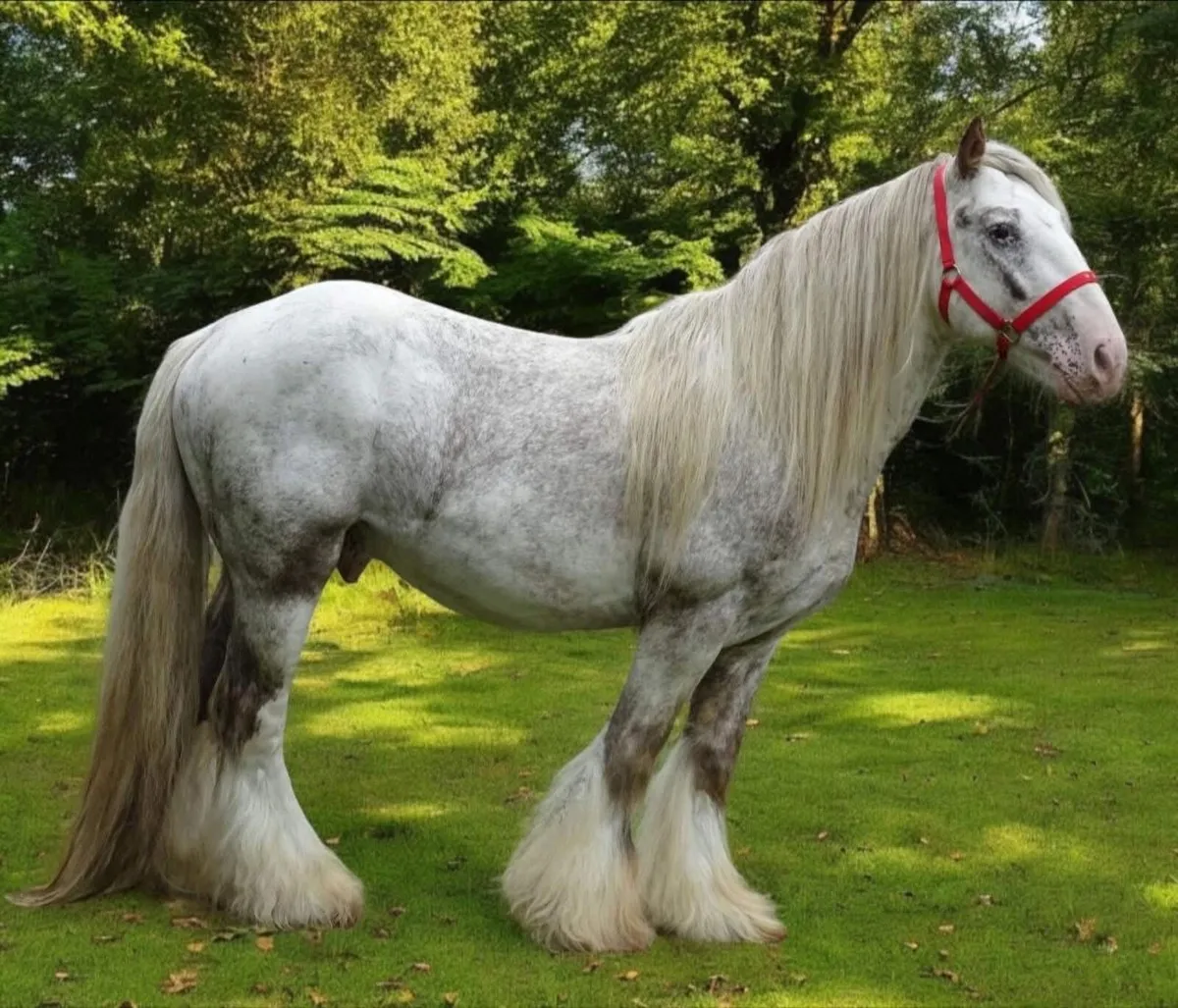 Appaloosa Heavy Cob Stallion - Image 2