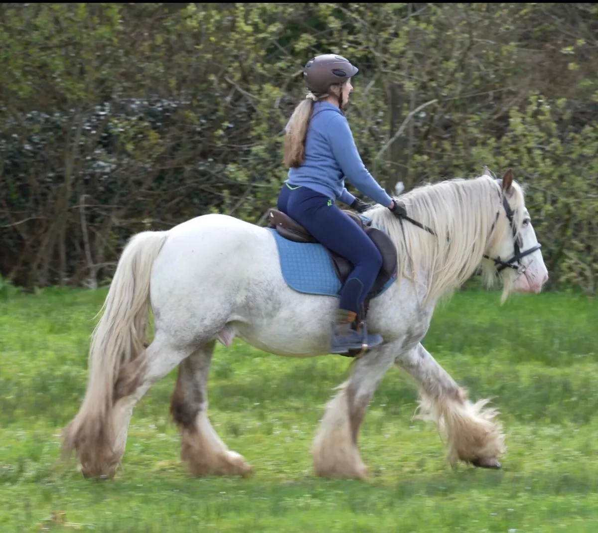 Appaloosa Heavy Cob Stallion - Image 4