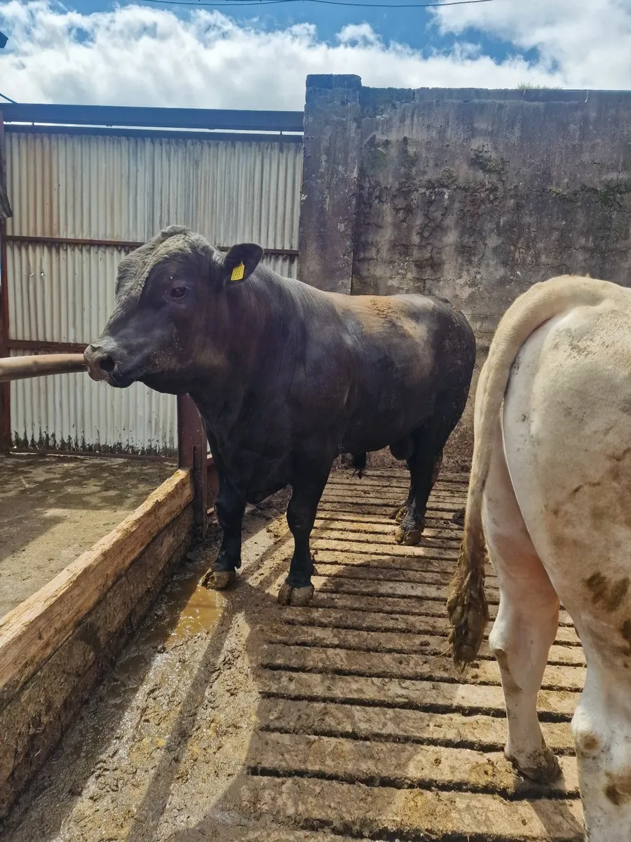 Angus Bull - Image 2