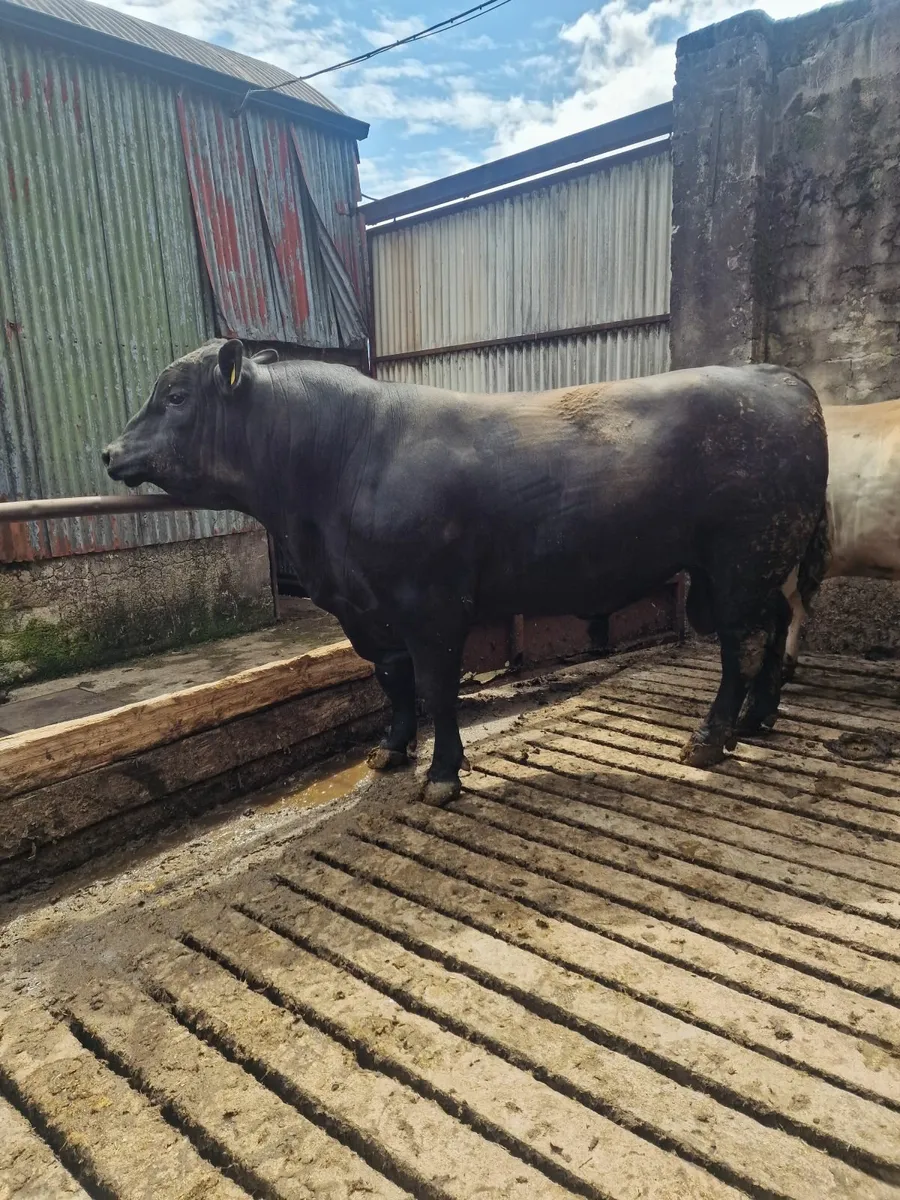 Angus Bull - Image 1