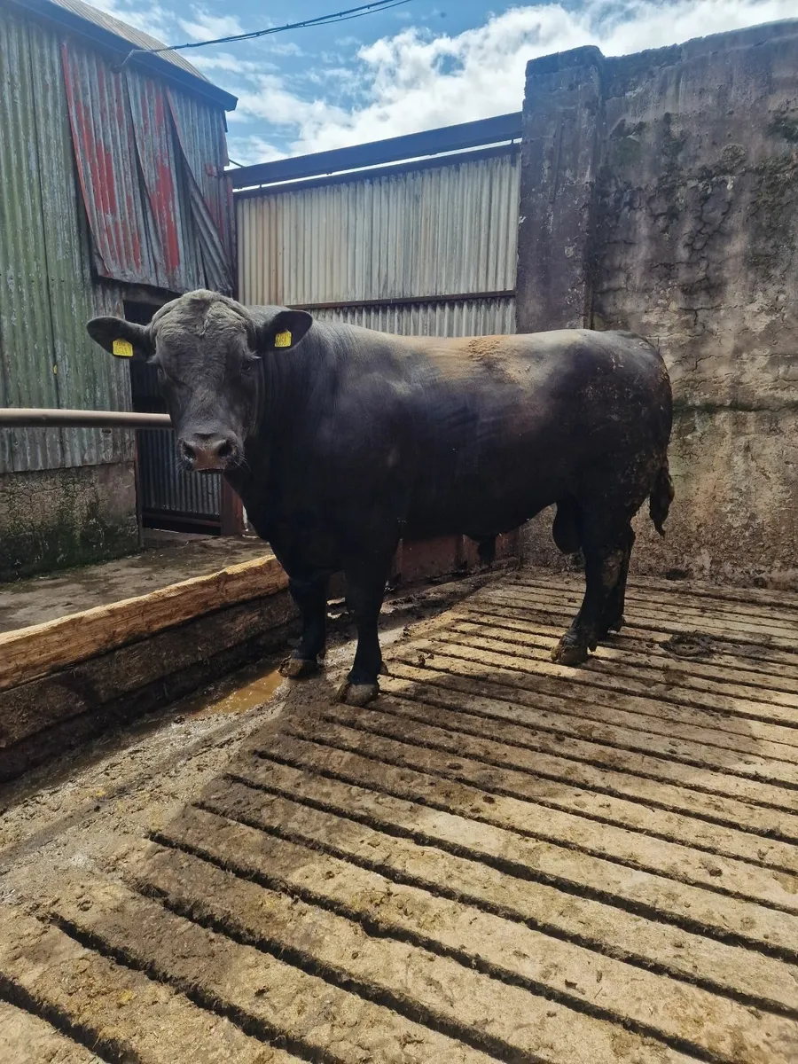 Angus Bull - Image 3